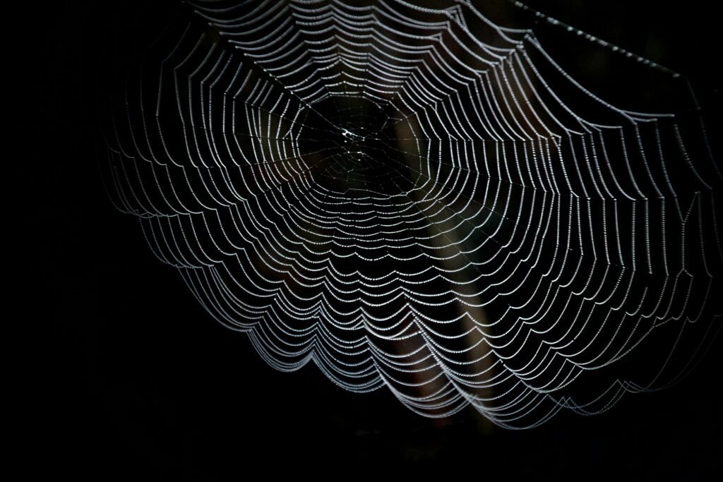 Closeup Photography of Spider Web